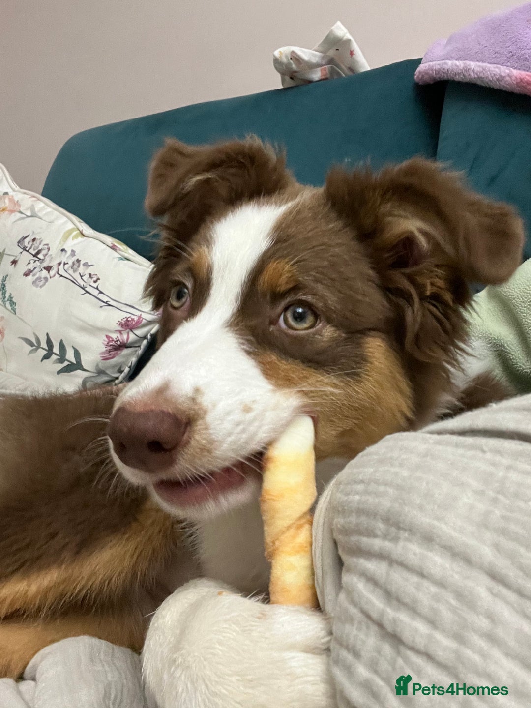 Australian Shepherd dogs for sale: 5 month old Australian Shepard  - Advert 5