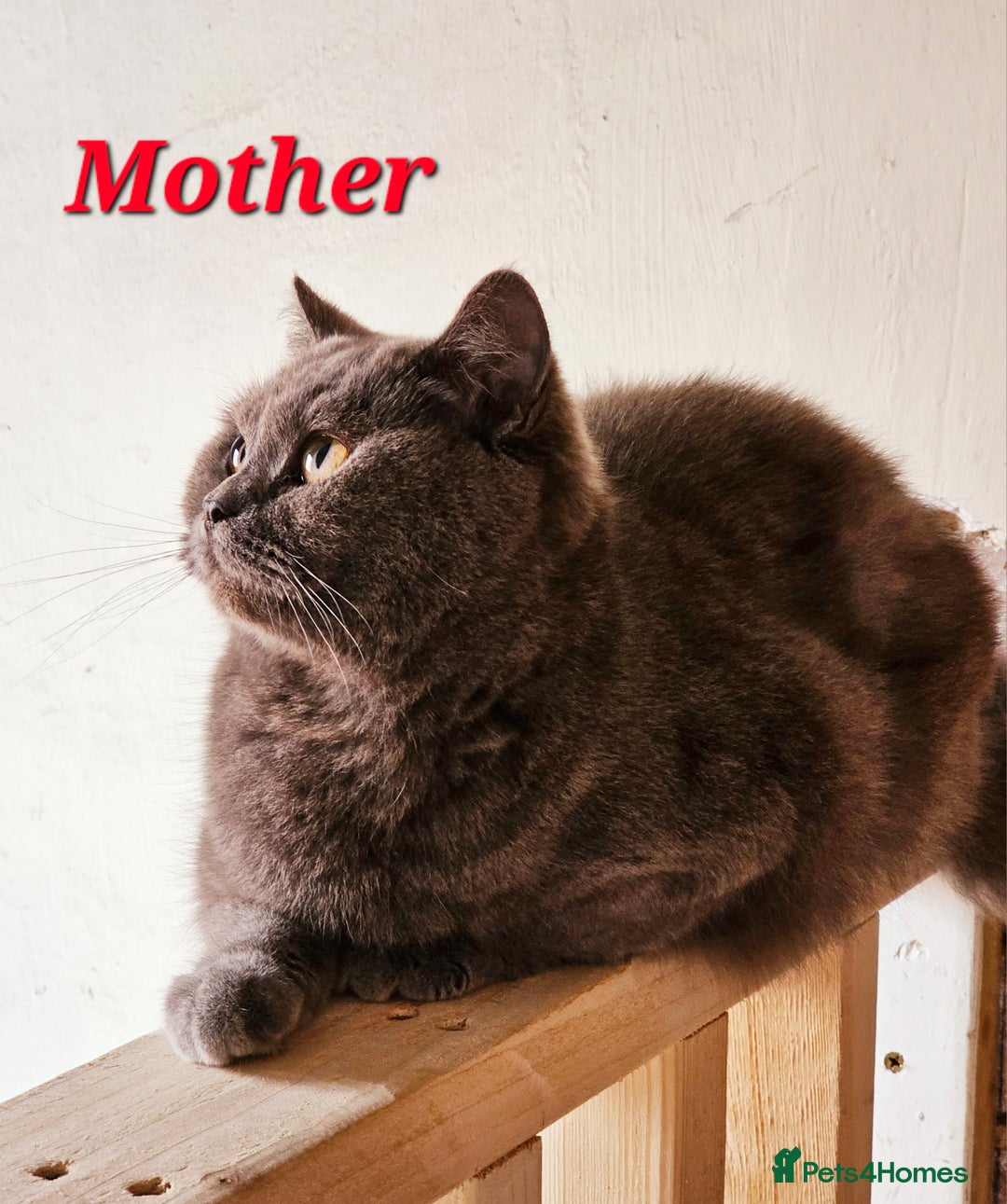 British Shorthair cats for sale: Last 4 male British Short-hair/long hair kittens  - Image 39