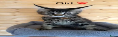 Maine Coon 4