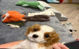Cavalier King Charles Spaniel dogs for sale: STUNNING CAVALIER KING CHARLES PUPPIES - Image 3