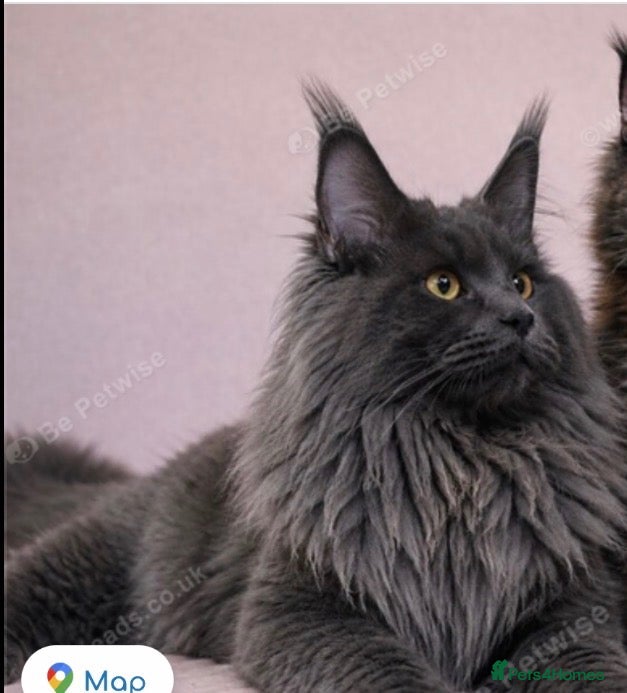 Maine Coon cats Main coon - Advert 10