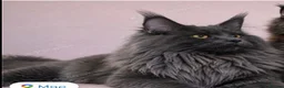 Maine Coon cats for sale: Main coon - Advert 1