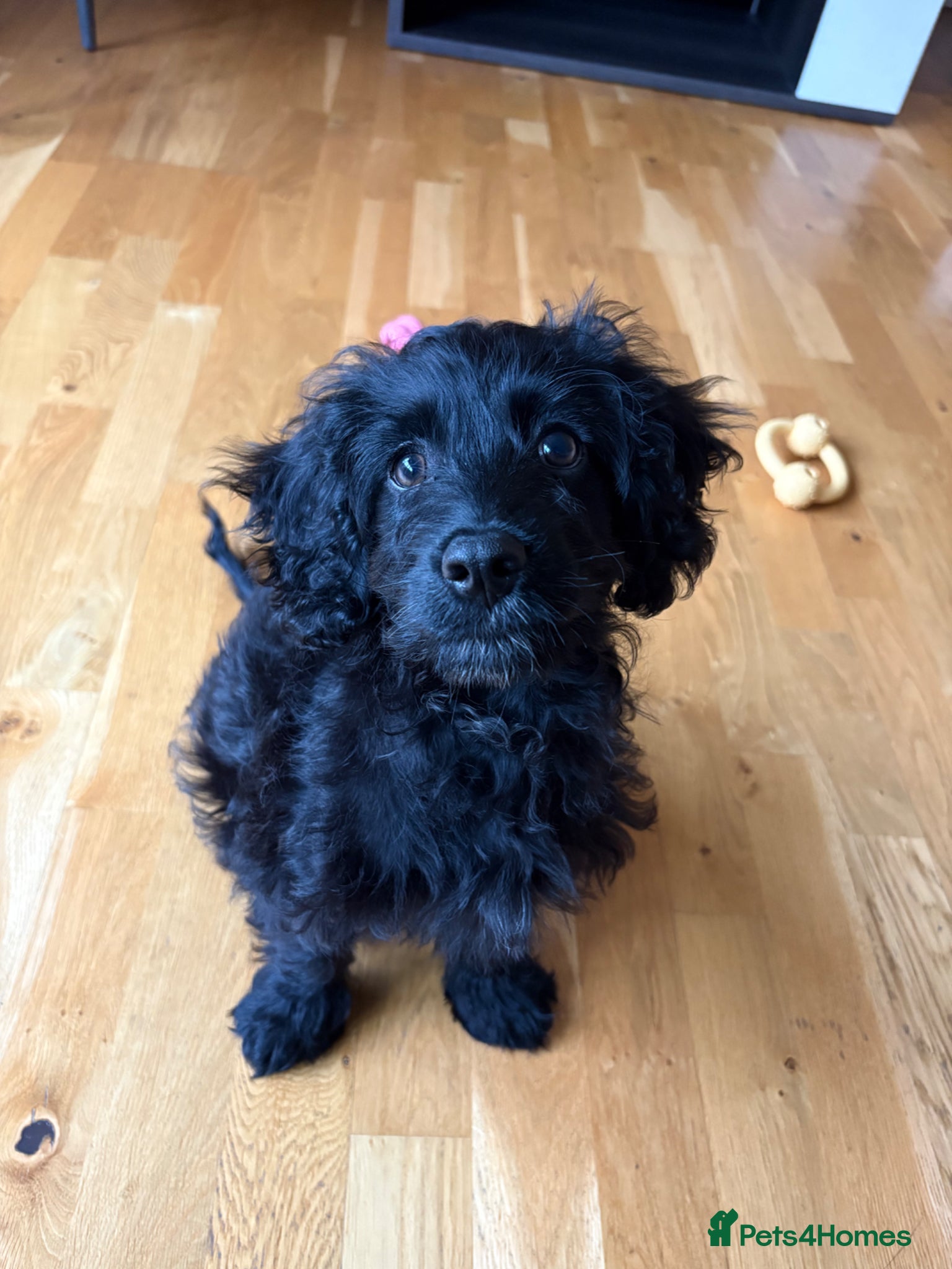Cavapoo dogs Black Cavapoo - 13 weeks old - Male - Advert 12