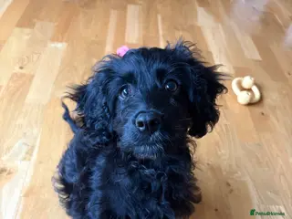 Cavapoo dogs Black Cavapoo - 13 weeks old - Male - Advert 12