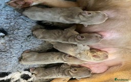 French Bulldog dogs for sale: NEWSHADE ISABELLA MALE FRENCH BULLDOGS - Image 14