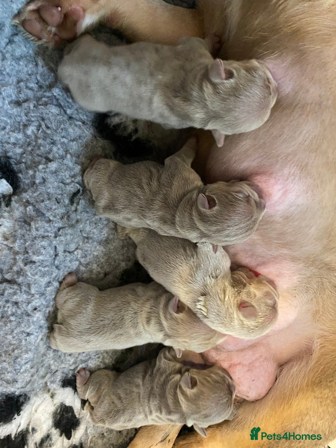 French Bulldog dogs for sale: NEWSHADE ISABELLA MALE FRENCH BULLDOGS - Image 14