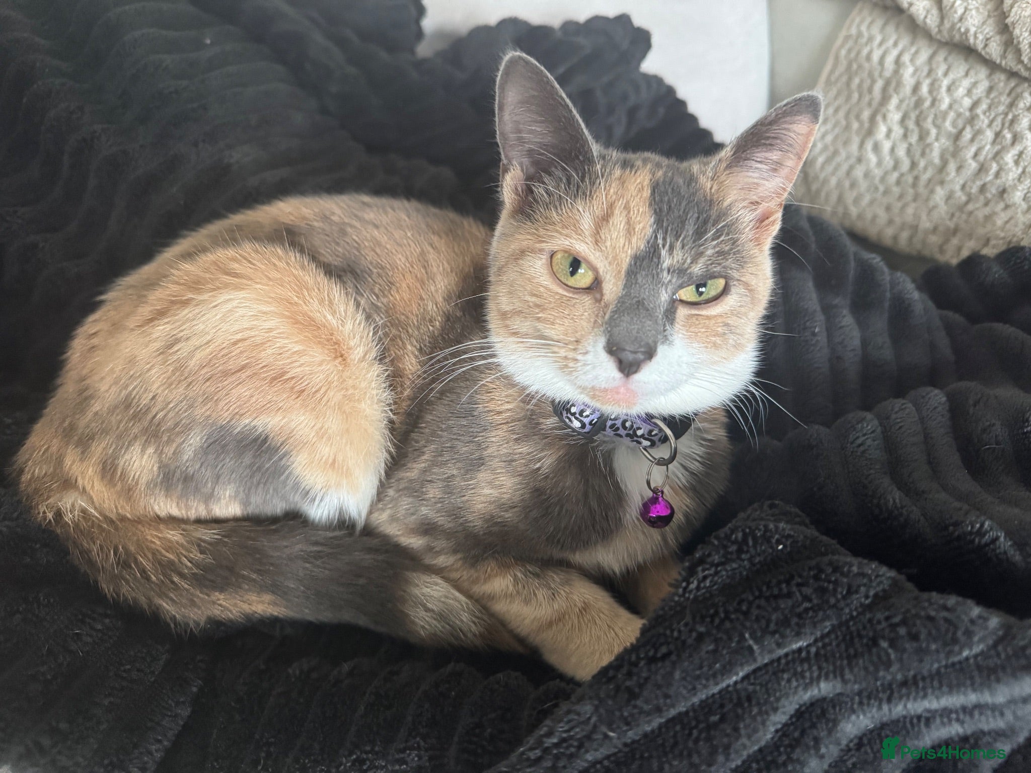 Mixed Breed cats Astrid  - Advert 1