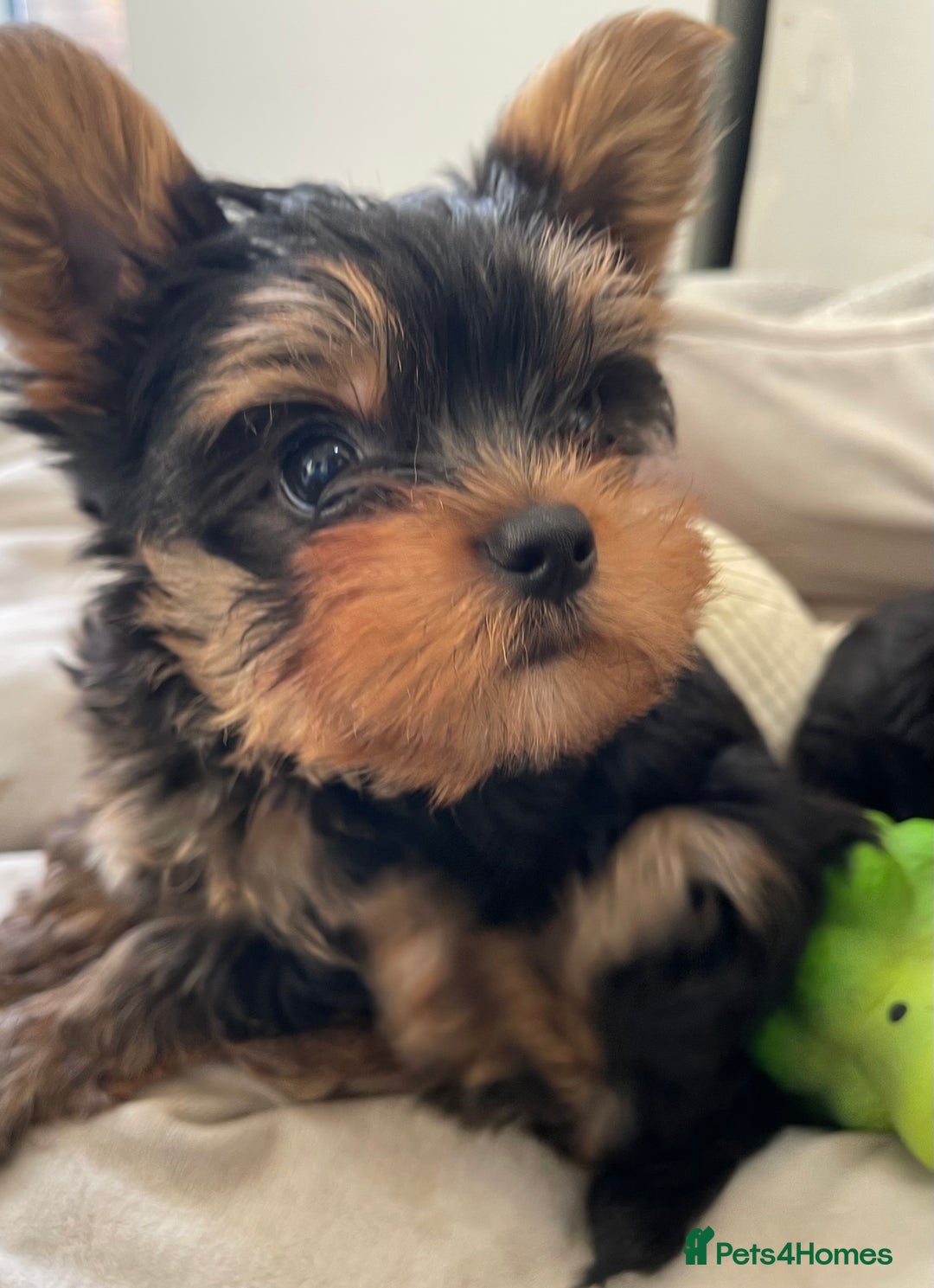 Yorkshire Terrier dogs for sale: Adorable Mini Yorkshire Terrier puppies - Advert 27