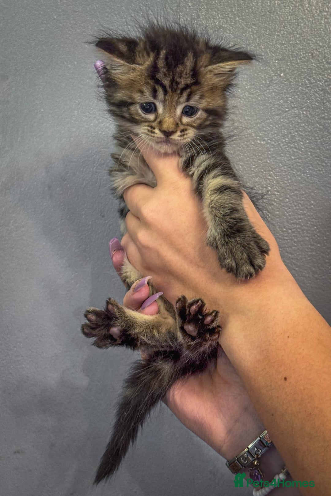 Maine Coon cats for sale: Full breed Mainecoon kittens ready 29th September  - Image 20
