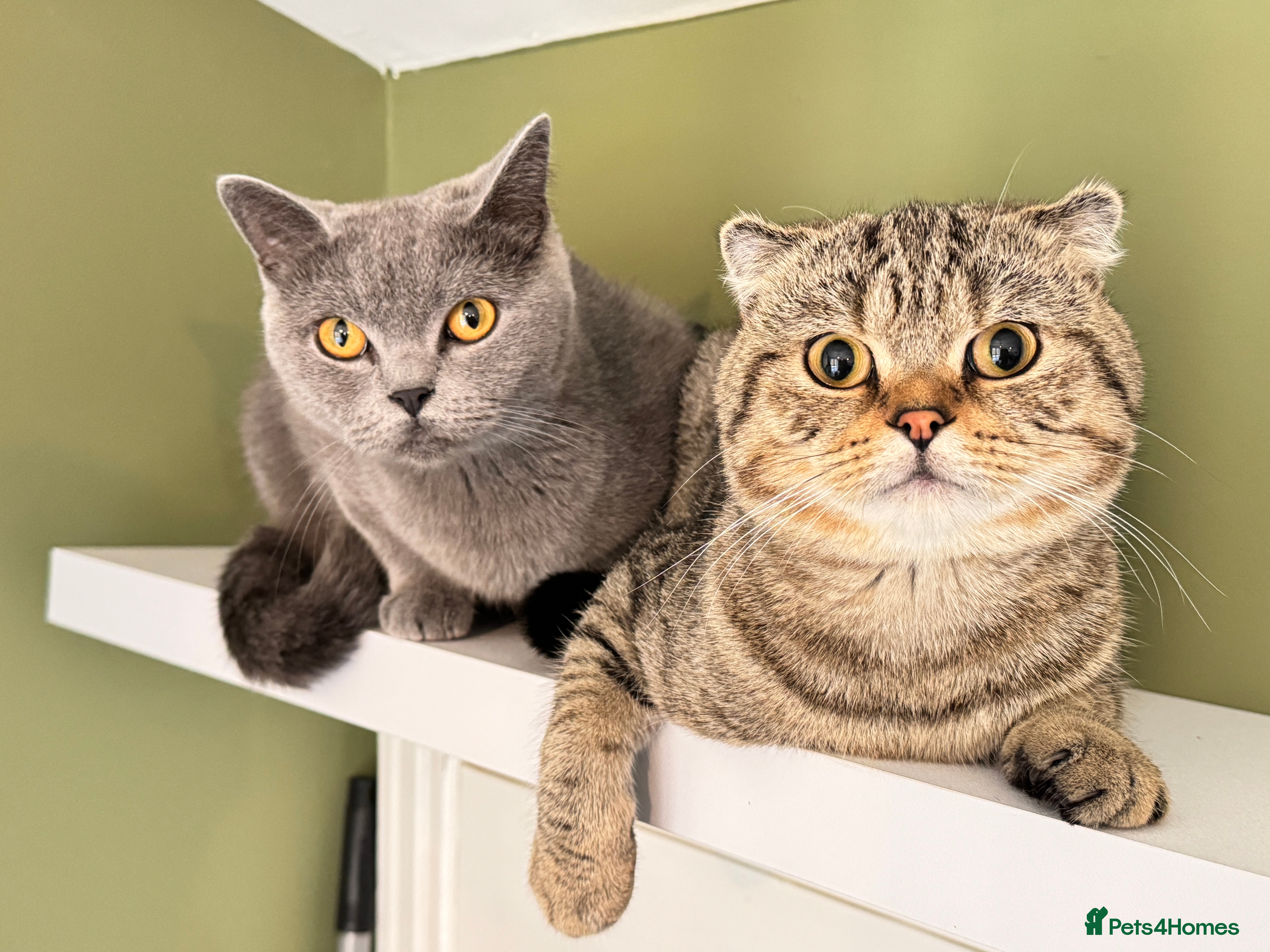 Scottish Fold cats Scottish Fold Pair ❤️ Must Stay Together! - Advert 16