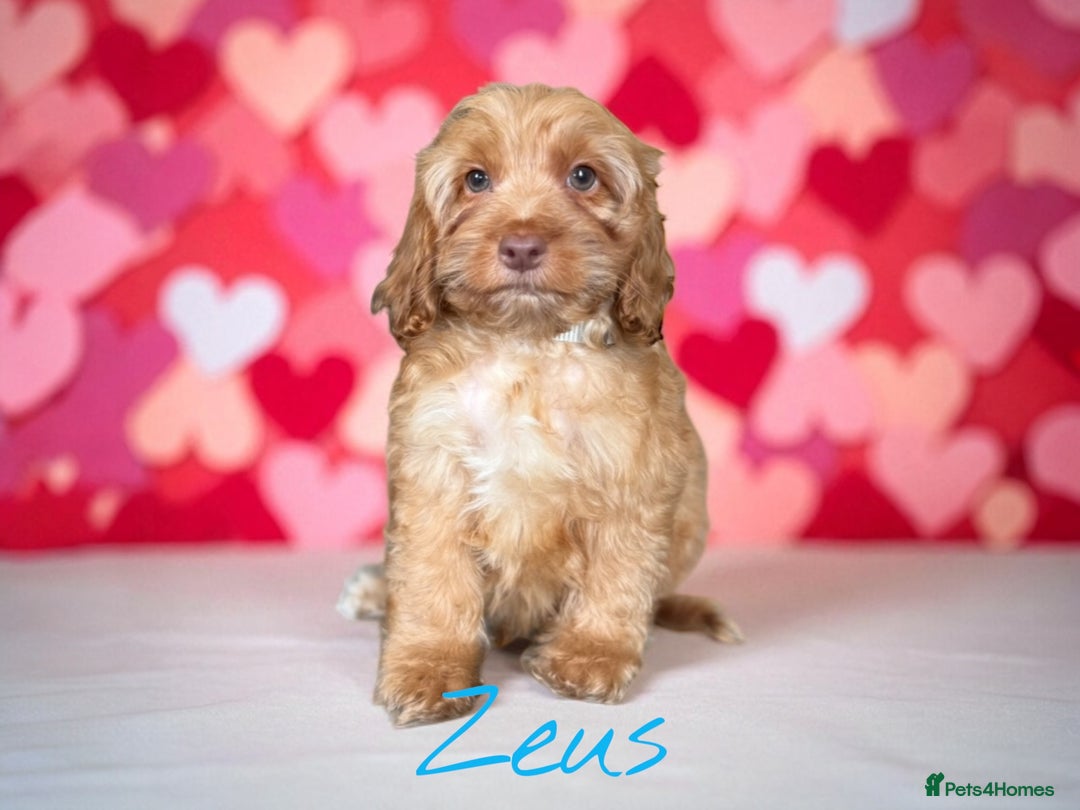 Cockapoo dogs for sale: ⭐️REDUCED⭐️READY NOW⭐️beautiful DNA clear F1 - Image 7