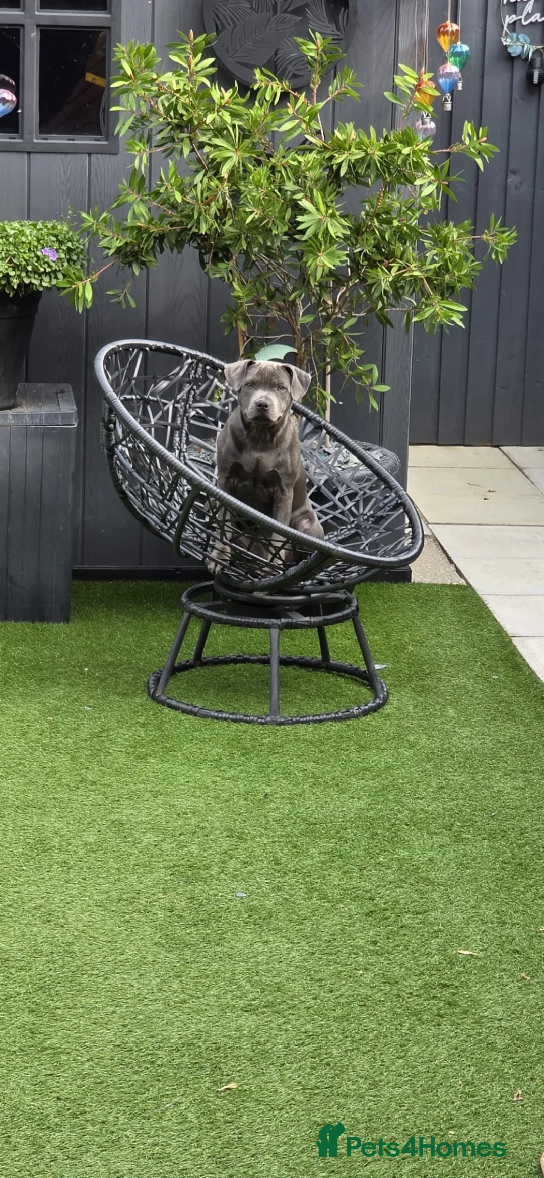 Staffordshire Bull Terrier dogs for sale: Female blue Staffordshire bull terrier  - Advert 5