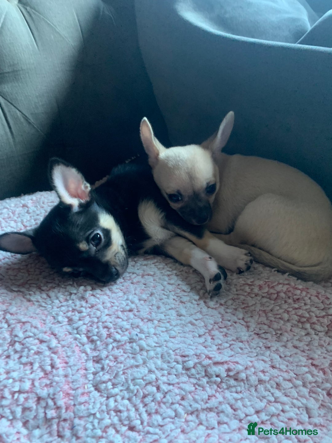 Chihuahua dogs for sale: ❤️ Last little boy ready for his forever home ❤️ - Advert 11