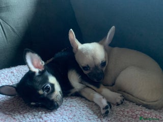Chihuahua dogs 💛 REDUCED – Ready NOW 💛 - Advert 4