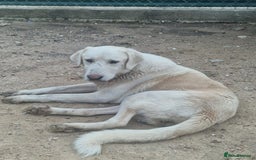 Mixed Breed dogs for adoption: Wonderful NEVADO - Advert 1