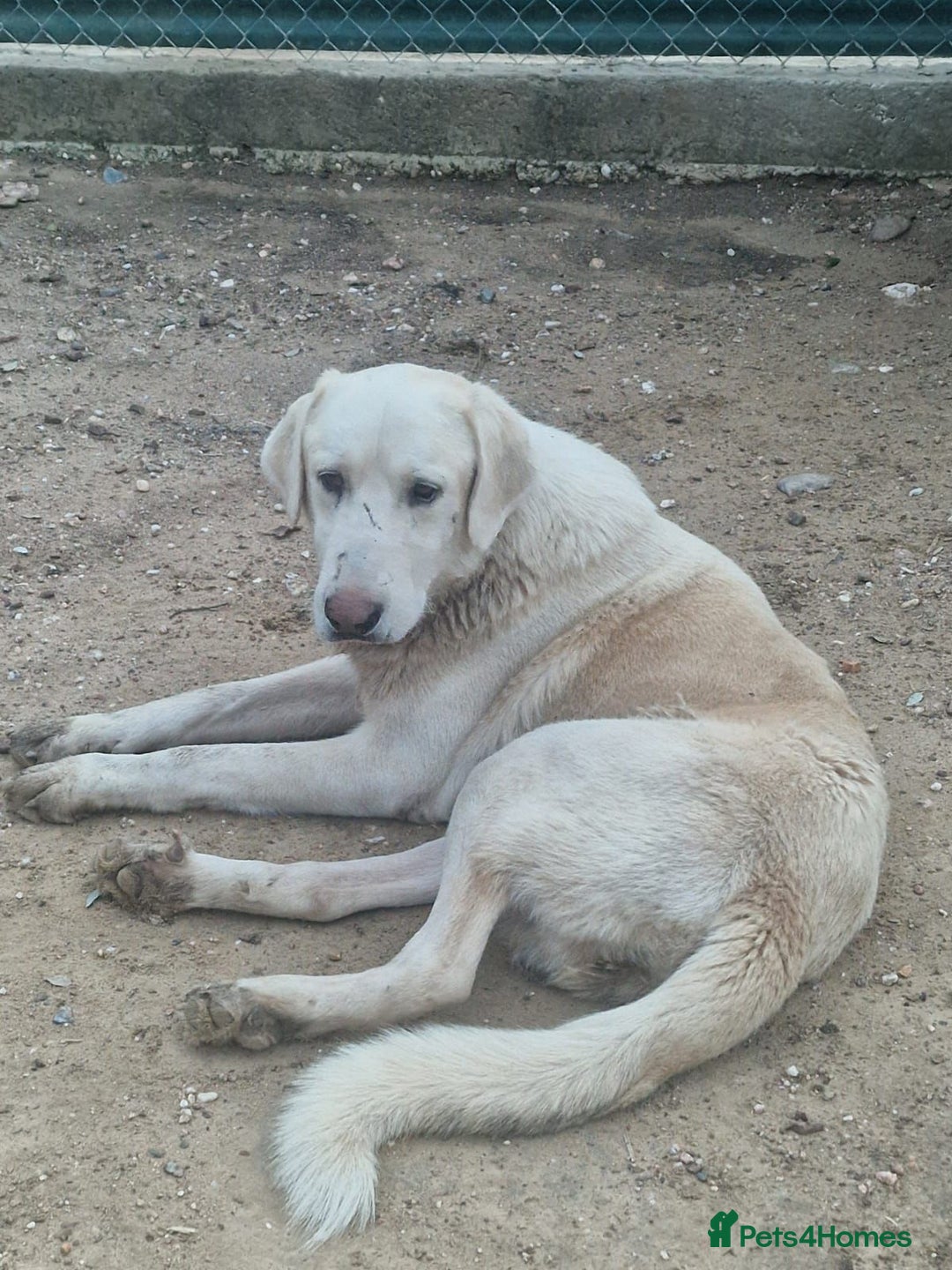 Mixed Breed dogs for adoption: Wonderful NEVADO - Advert 1