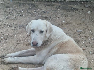 Mixed Breed dogs Wonderful NEVADO - Advert 14