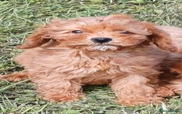 Cavapoo dogs for sale: Beautiful deep red Cavapoo Puppies  - Image 3