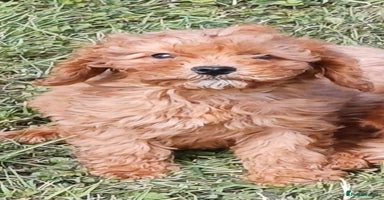 Cavapoo dogs - Advert 9