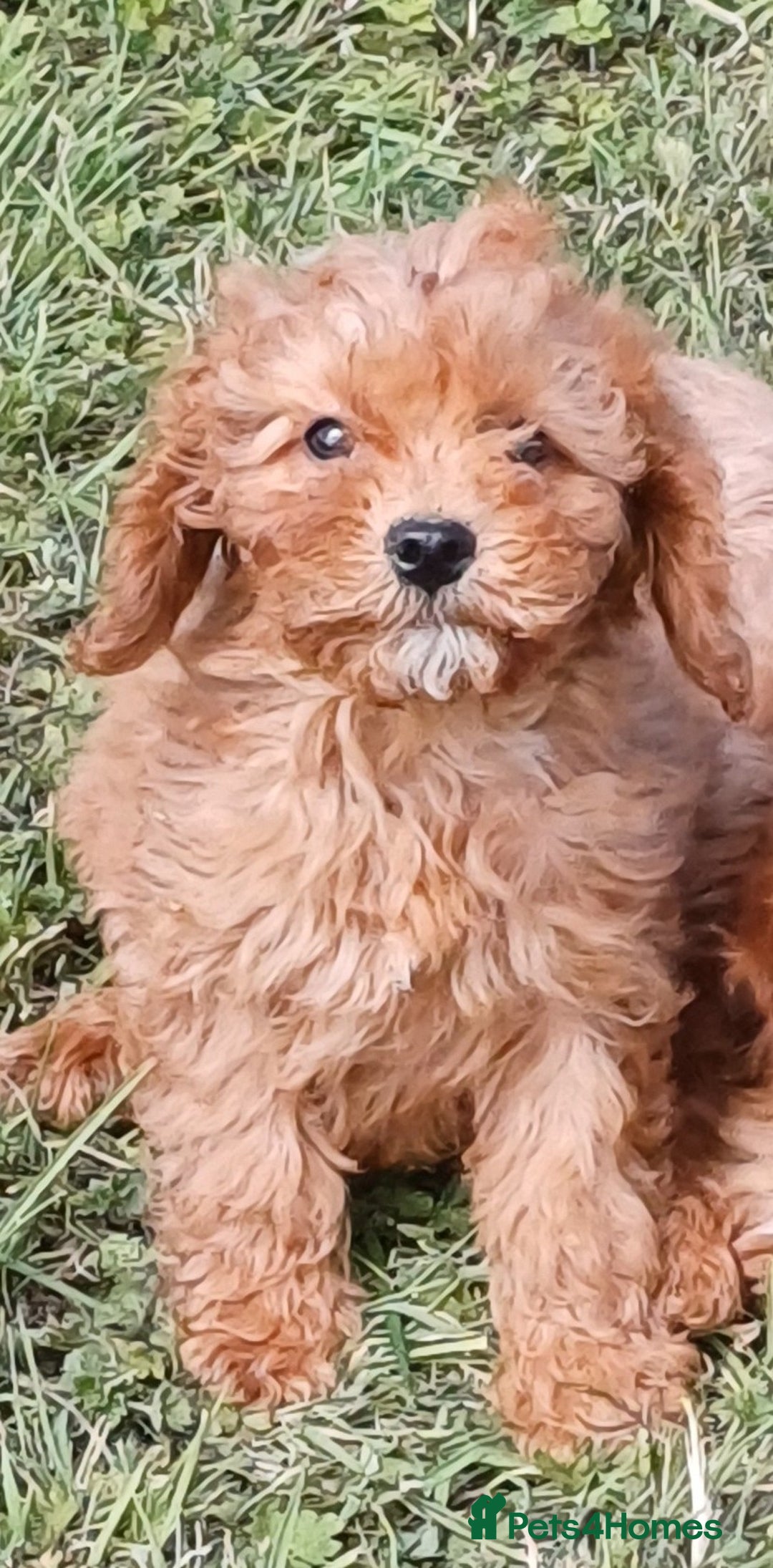 Cavapoo dogs for sale: Beautiful deep red Cavapoo Puppies  - Image 3