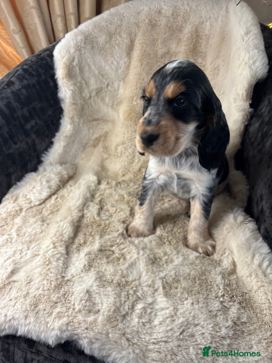 Cocker Spaniel dogs for sale: Health tested cocker spaniel puppies  - Advert 22