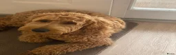 Goldendoodle dogs for sale: Cooper - Advert 8