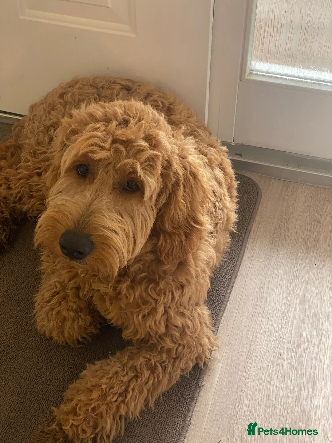 Goldendoodle dogs for sale: Cooper - Advert 8
