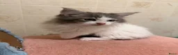 Mixed Breed cats for sale: Half ragdoll/half Maine coon kittens - Advert 9
