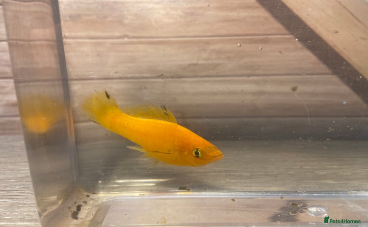 Mollies fish - Advert 12