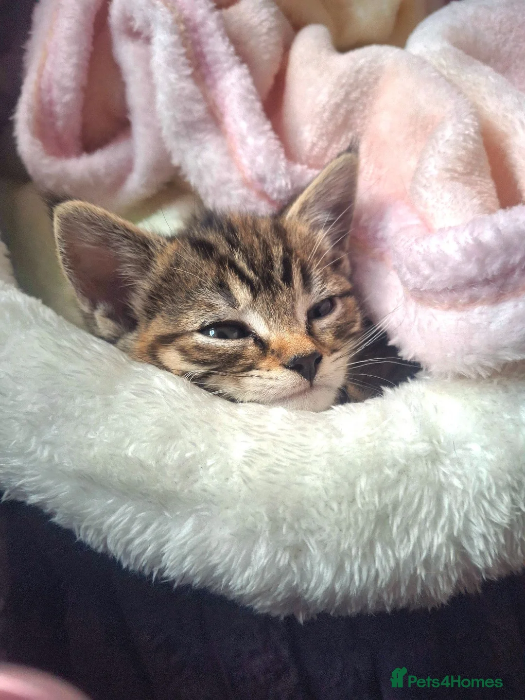 Mixed Breed cats for sale: Kitten for sale - Advert 3