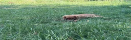 Cavalier King Charles Spaniel dogs for sale: 2 Cavalier Ruby Males - Advert 4
