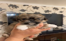 Pekingese dogs for sale: Pekingese puppies - Advert 2