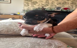 Chihuahua dogs for sale: 10 week old Chihuahua puppies. - Image 2