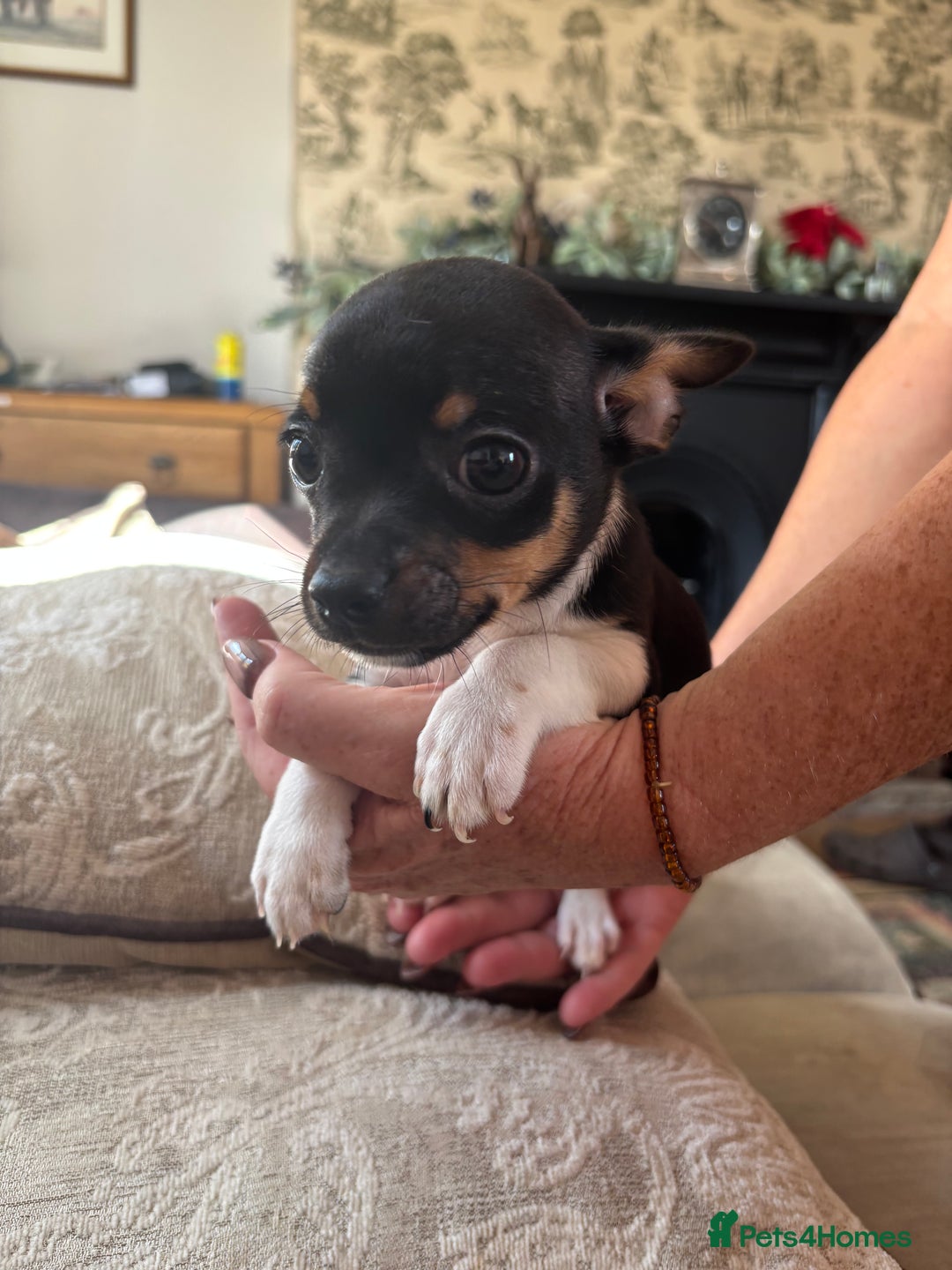 Chihuahua dogs for sale: 10 week old Chihuahua puppies. - Image 2