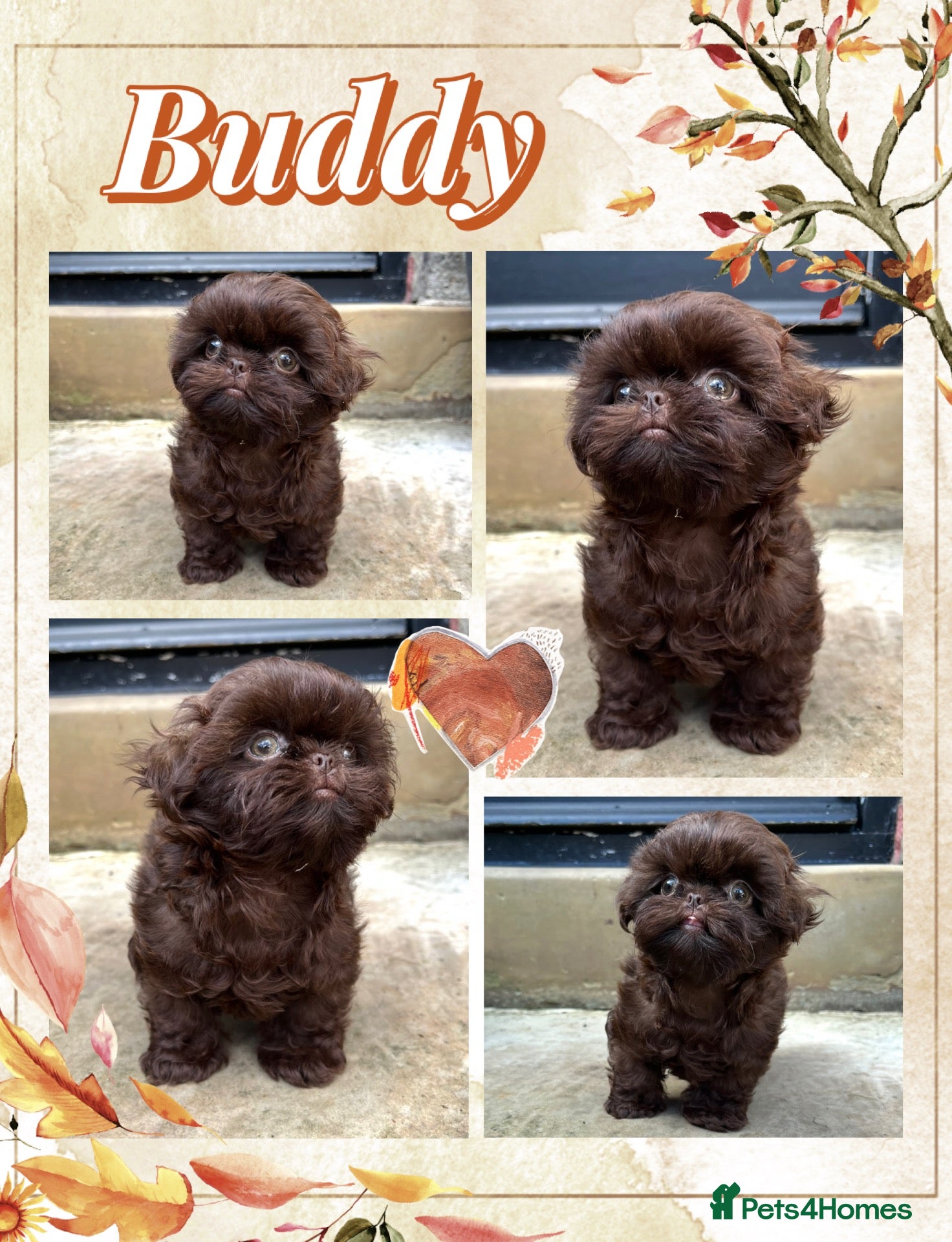 Shih Tzu dogs KC true chocolate imperial Shihtzu puppies  - Advert 13