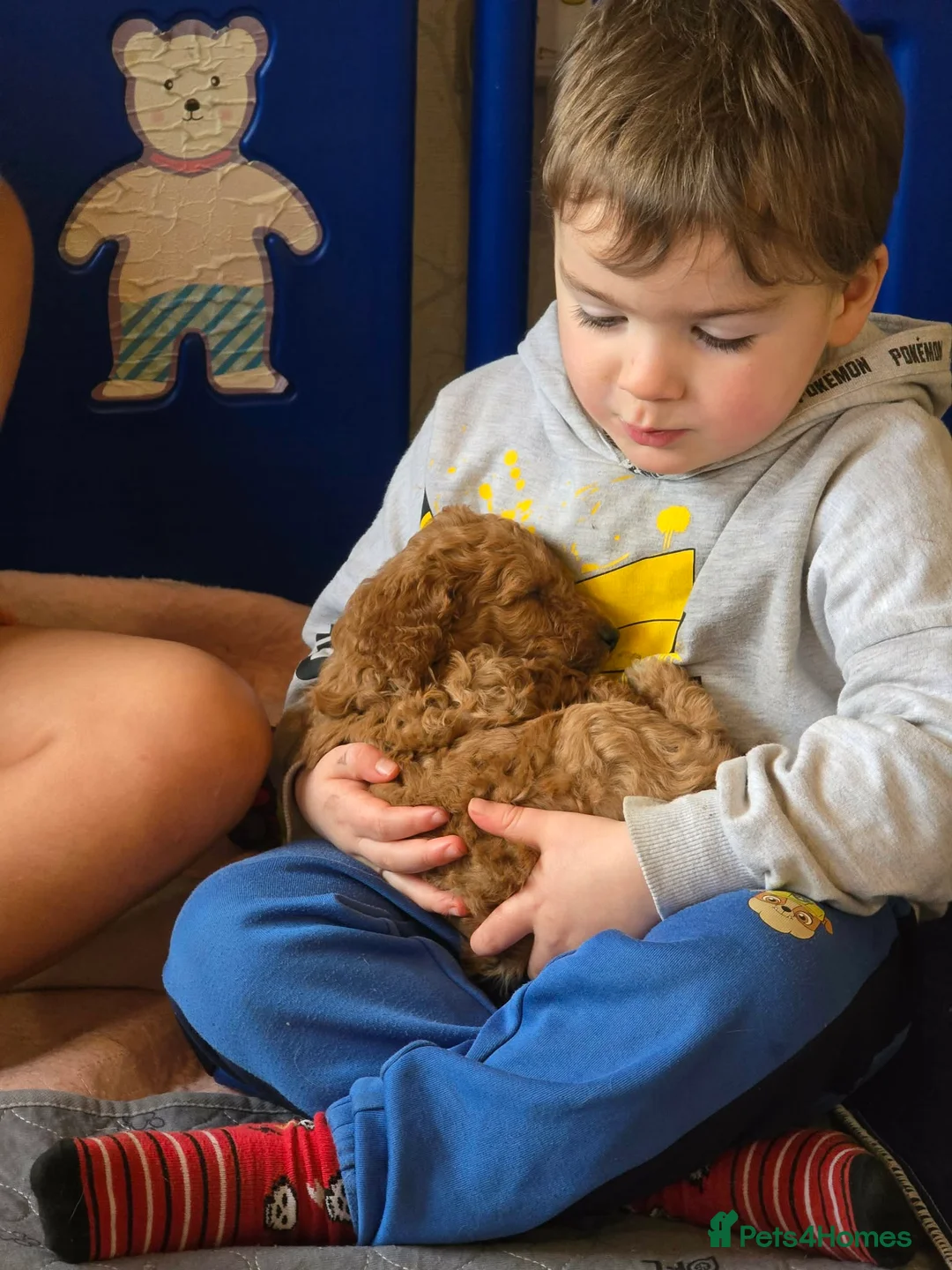 Cockapoo dogs for sale: Beautiful DNA Health tested Cockapoos - Advert 14