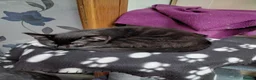 Mixed Breed cats for sale: 2 gorgeous playful kittens - Advert 8