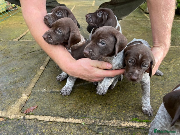 German Shorthaired Pointer dogs - Advert 3