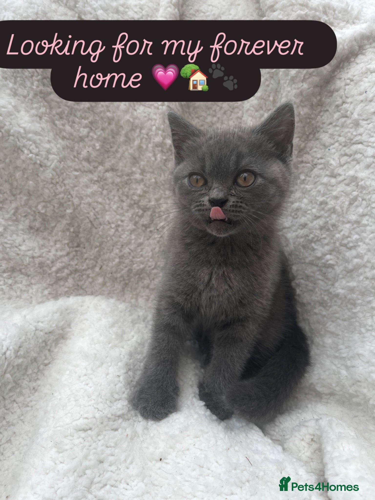 British Shorthair cats Beautiful British short hair female  - Advert 1