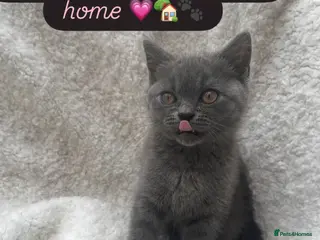 British Shorthair cats Beautiful British short hair female - Advert 1