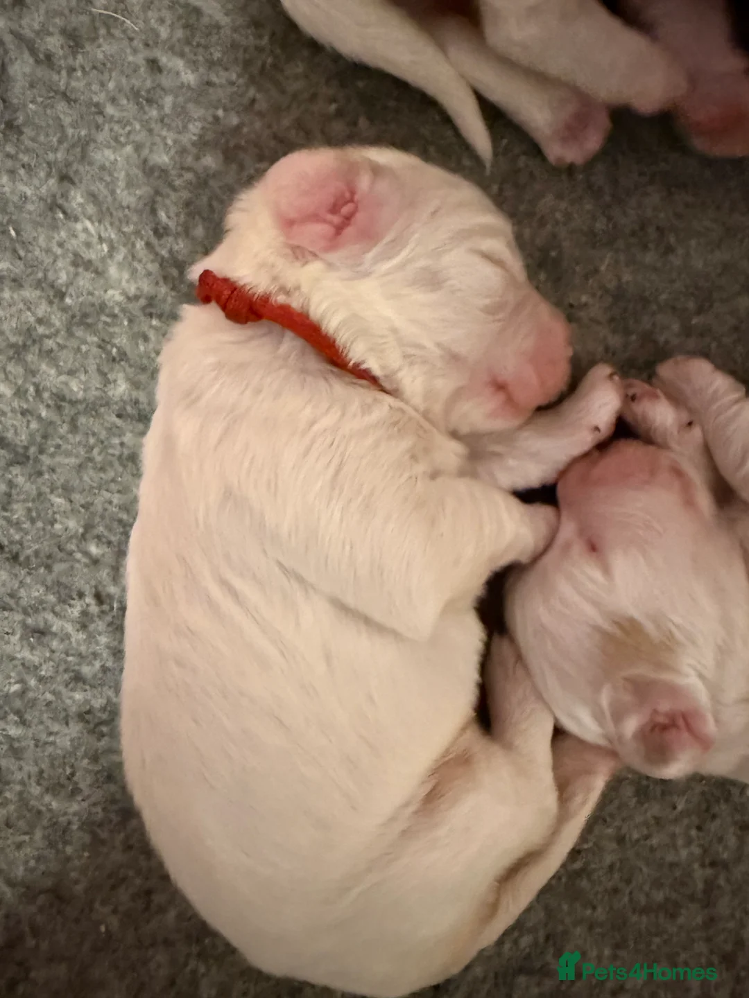 Clumber Spaniel dogs for sale: Kc registered Clumber spaniel pups - Advert 1