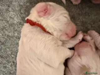 Clumber Spaniel dogs Kc registered Clumber spaniel pups - Advert 1