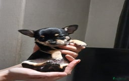 Chihuahua dogs for sale: BEAUTIFUL CHIHUAHUA PUPPIES  - Image 6