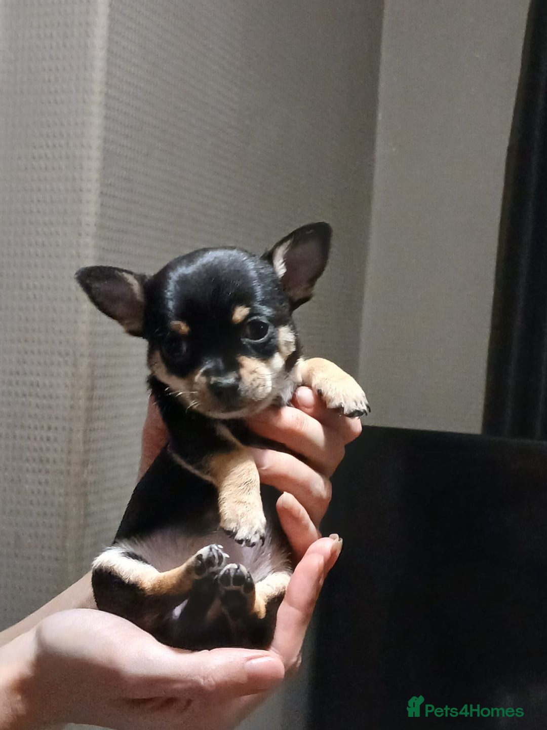 Chihuahua dogs for sale: BEAUTIFUL CHIHUAHUA PUPPIES  - Image 6