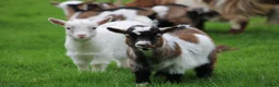 Goats livestock for sale: Pygmy Goat Club registered wether - Advert 2