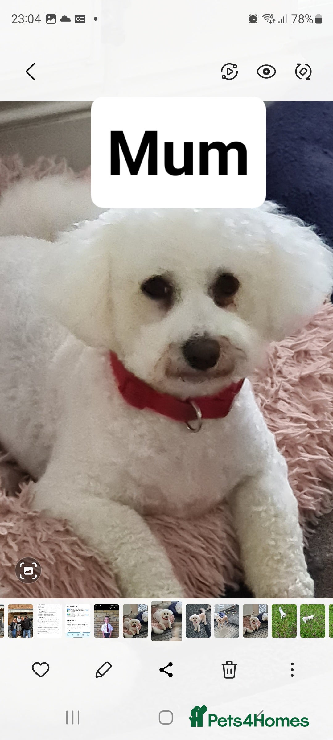 Poochon dogs for sale: 4 beautiful fluffy poochon puppies for sale - Advert 5