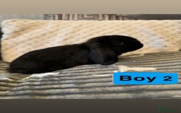 Mini Lop rabbits for sale: 4 Gorgeous Holland Lops😍 - Image 8