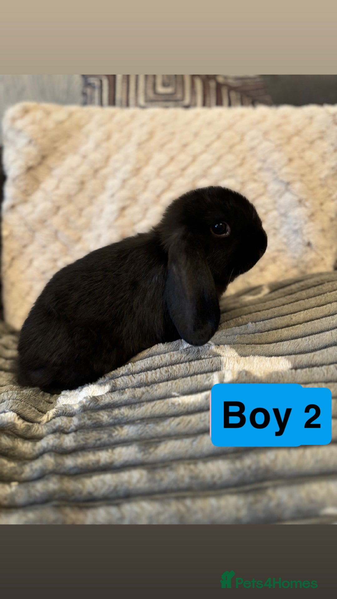 Mini Lop rabbits for sale: 4 Gorgeous Holland Lops😍 - Image 8