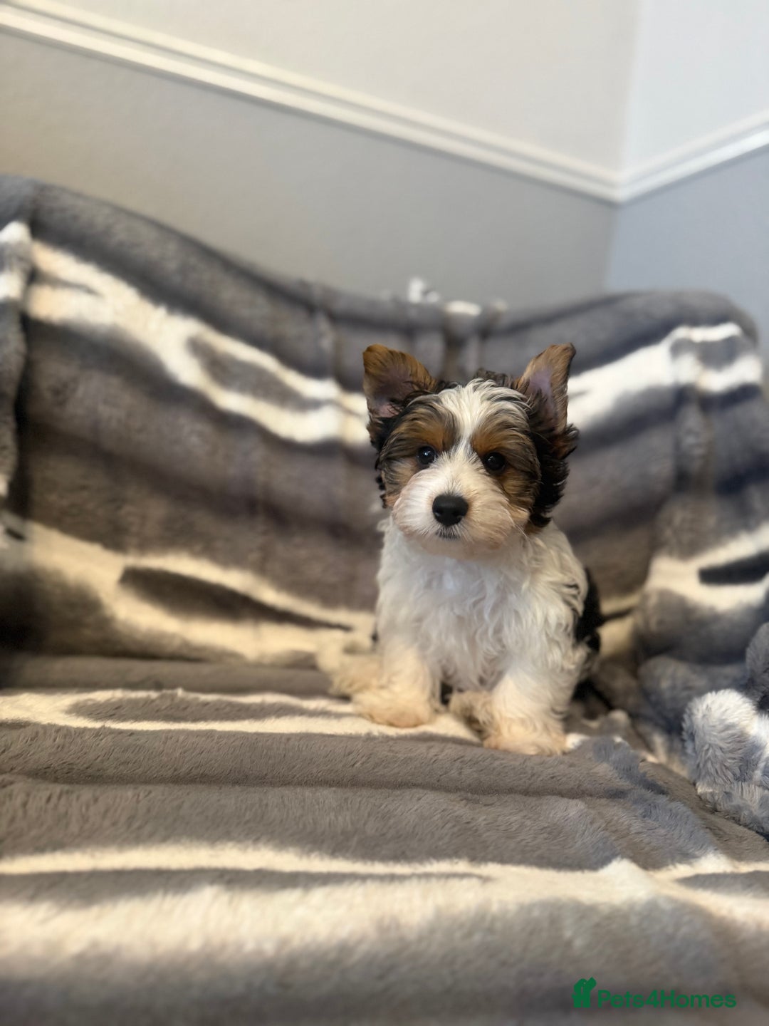 Biewer Terrier Puppies for sale in London, Greater London Pets4Homes