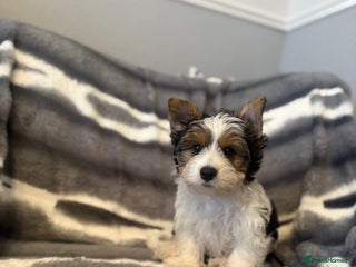 Biewer Terrier dogs - Advert 1